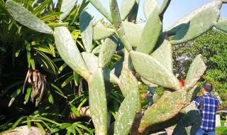 黄果树酒53酱香型价格 贵州黄果树旅游报价