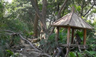 长隆野生动物园团购 长隆野生动物园团购