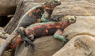 厄瓜多尔是哪个国家