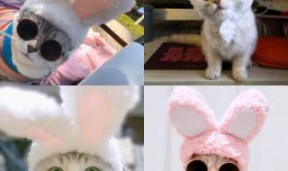 关于圣诞节的英语小故事 圣诞狗狗之圣诞小宝贝