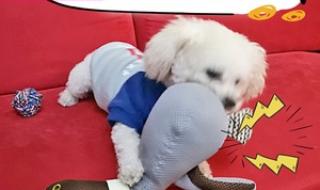 柯基被砍当事人再发声 柯基被砍当事人再发声