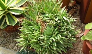 厦门科技馆和植物园能一天游玩吗 万石植物园好玩吗